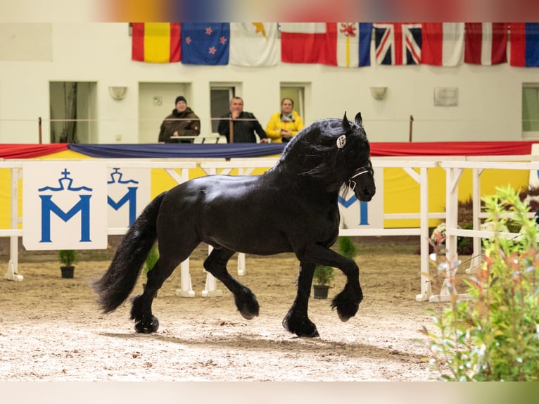 THOMAS G.T. Fries paard Hengst Zwart in Geldern