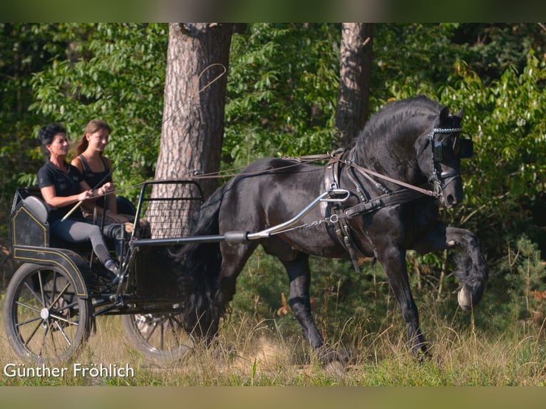 THOMAS G.T. Fries paard Hengst Zwart in Geldern