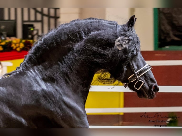 THOMAS G.T. Fries paard Hengst Zwart in Geldern