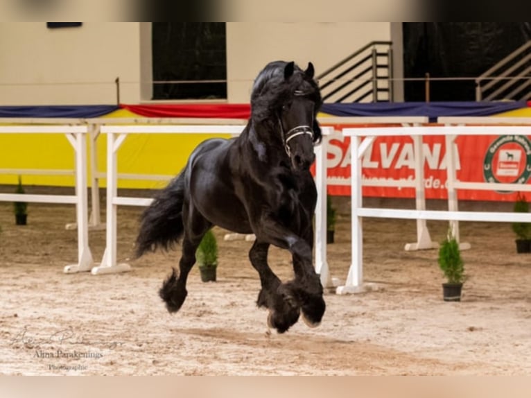 THOMAS G.T. Fries paard Hengst Zwart in Geldern