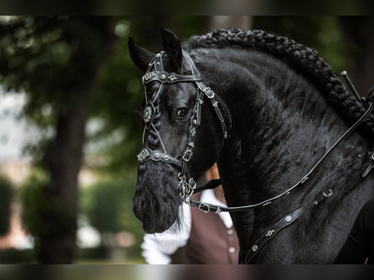 THOMAS G.T. Fries paard Hengst Zwart in Geldern