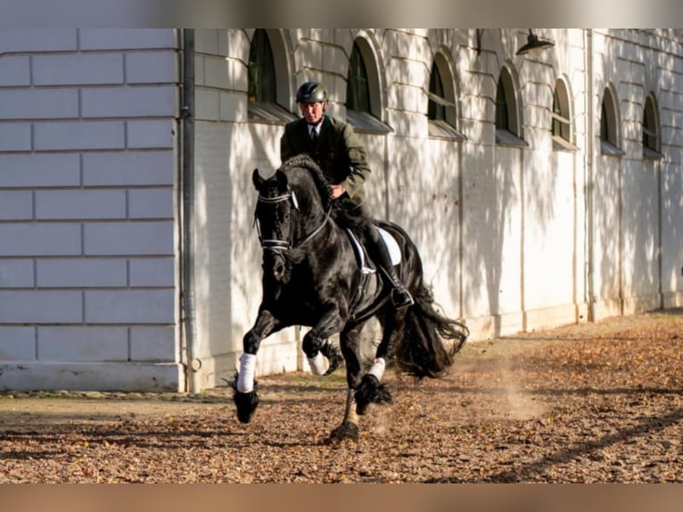 THOMAS G.T. Fries paard Hengst Zwart in Geldern