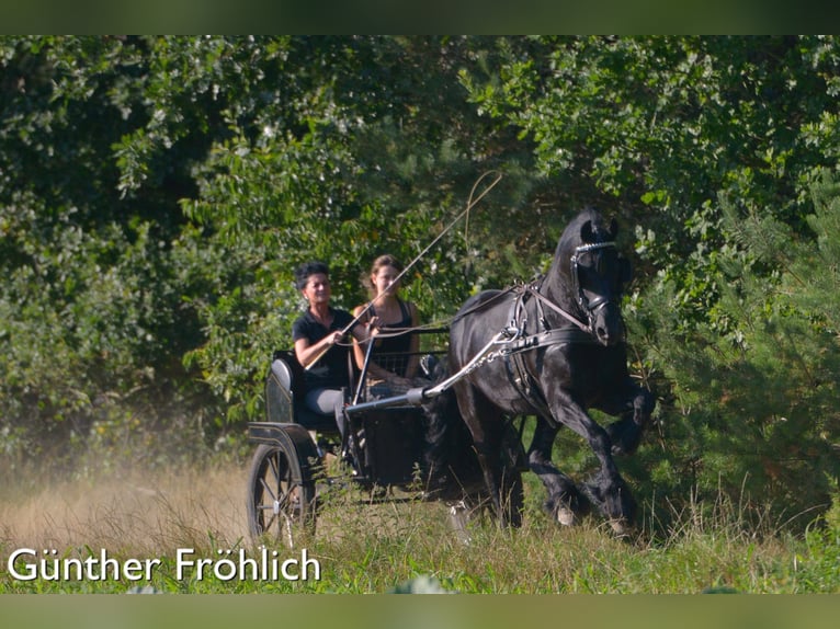 THOMAS G.T. Fries paard Hengst Zwart in Geldern