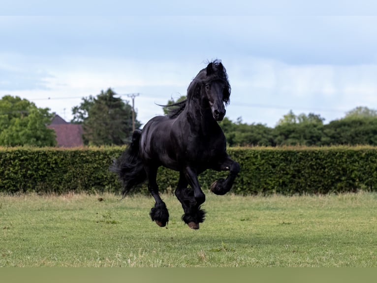 THOMAS G.T. Fries paard Hengst Zwart in Geldern