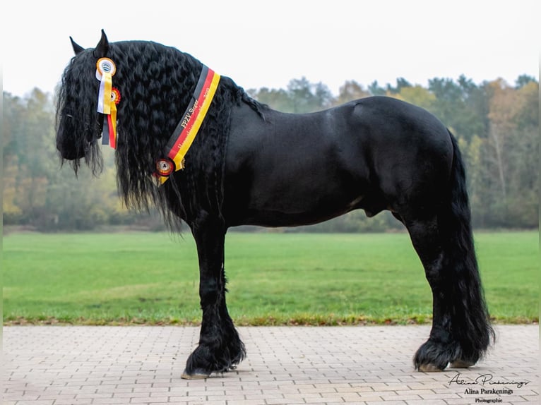 THOMAS G.T. Fries paard Hengst Zwart in Geldern