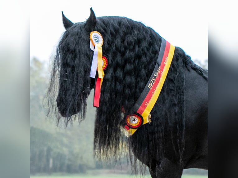 THOMAS G.T. Fries paard Hengst Zwart in Geldern