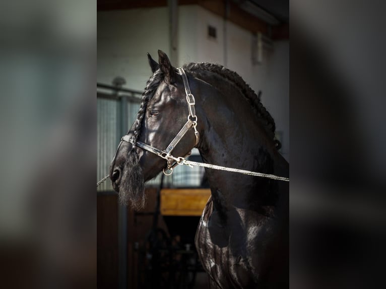 THOMAS G.T. Frisone / Frisone Occidentale Stallone Morello in Geldern