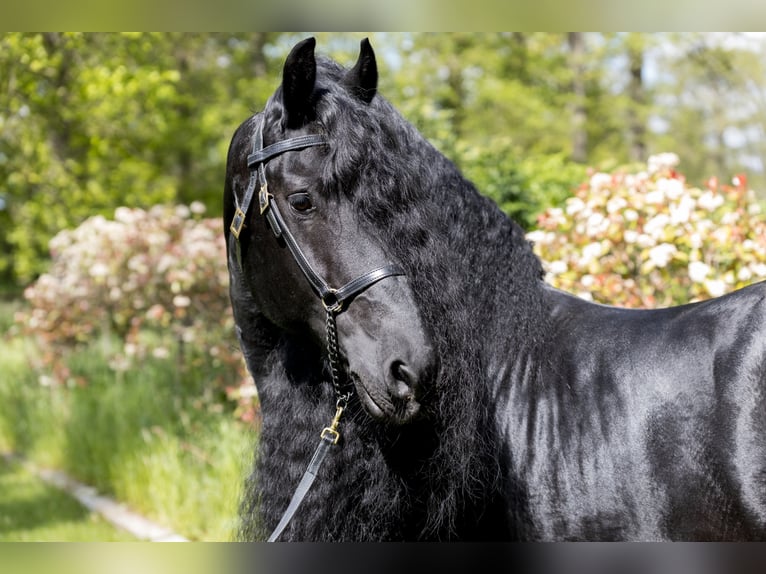 THOMAS G.T. Frisone / Frisone Occidentale Stallone Morello in Geldern