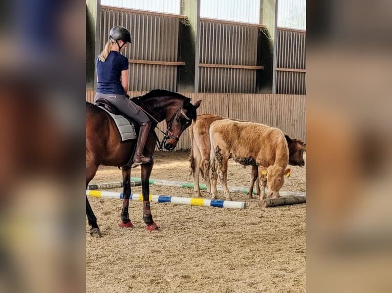 Thoroughbred Gelding 10 years 15.1 hh Brown in Nettersheim