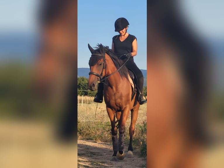 Thoroughbred Gelding 10 years 15,2 hh Brown in Toulon