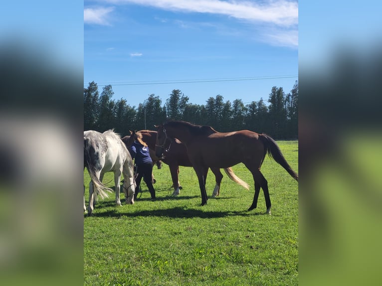 Thoroughbred Gelding 10 years 15,2 hh Brown in Toulon