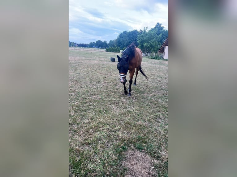Thoroughbred Gelding 10 years 15.3 hh Brown in Grathemgrathem