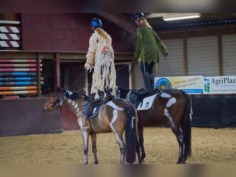 Thoroughbred Gelding 10 years 15 hh Bay-Dark in Gasselte