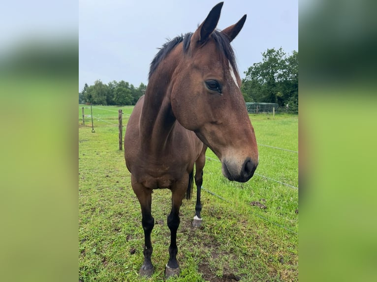 Thoroughbred Gelding 10 years 15 hh Bay-Dark in Gasselte