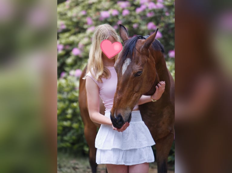 Thoroughbred Gelding 10 years 15 hh Bay-Dark in Gasselte