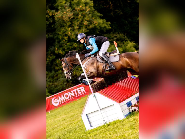 Thoroughbred Gelding 10 years 16.1 hh Brown in Gesves