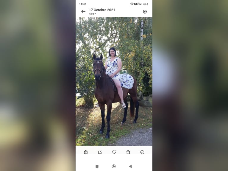 Thoroughbred Gelding 10 years 16,1 hh Brown in Metz