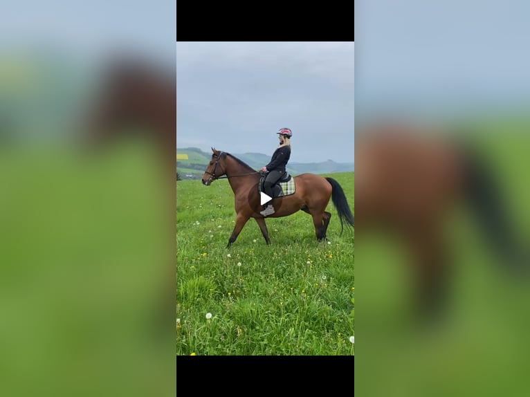 Thoroughbred Gelding 10 years 16,1 hh in Meschede