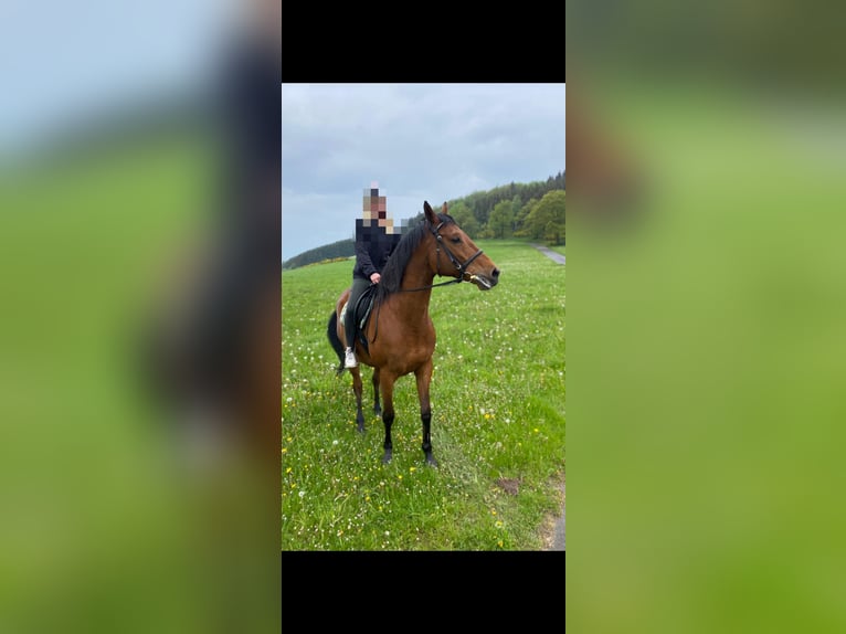 Thoroughbred Gelding 10 years 16,1 hh in Meschede