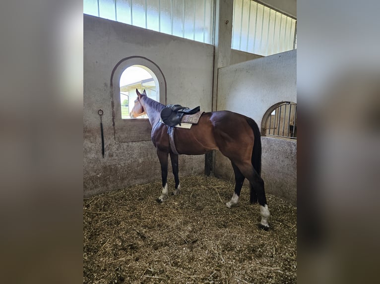 Thoroughbred Gelding 10 years 16.2 hh Brown in Cazzago San Martino
