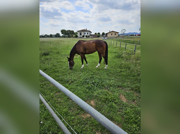 Thoroughbred Gelding 10 years 16.2 hh Brown in Cazzago San Martino