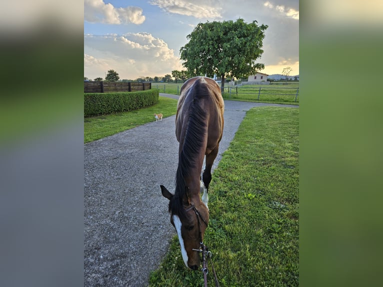 Thoroughbred Gelding 10 years 16.2 hh Brown in Cazzago San Martino