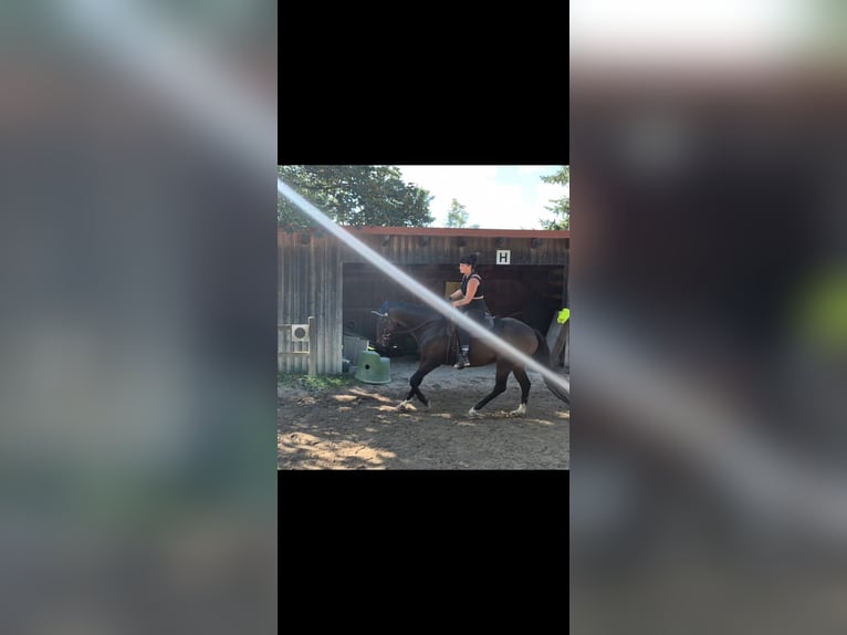 Thoroughbred Gelding 10 years 16.3 hh Brown in Regensburg