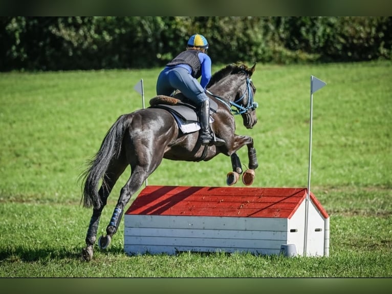 Thoroughbred Gelding 10 years 16 hh Bay-Dark in Wald ZH