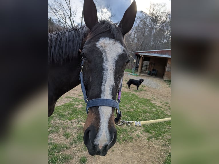 Thoroughbred Gelding 10 years 16 hh Bay-Dark in Roanoke