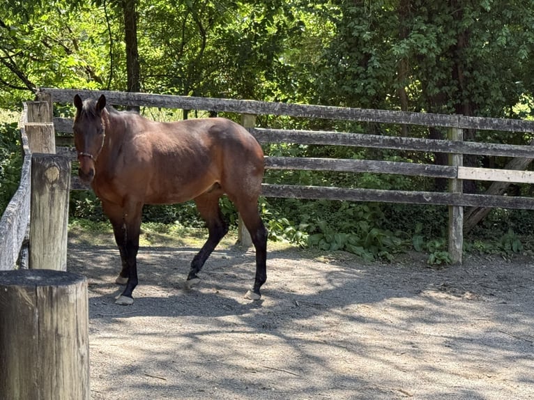 Thoroughbred Gelding 10 years 16 hh Bay in West Frankfort