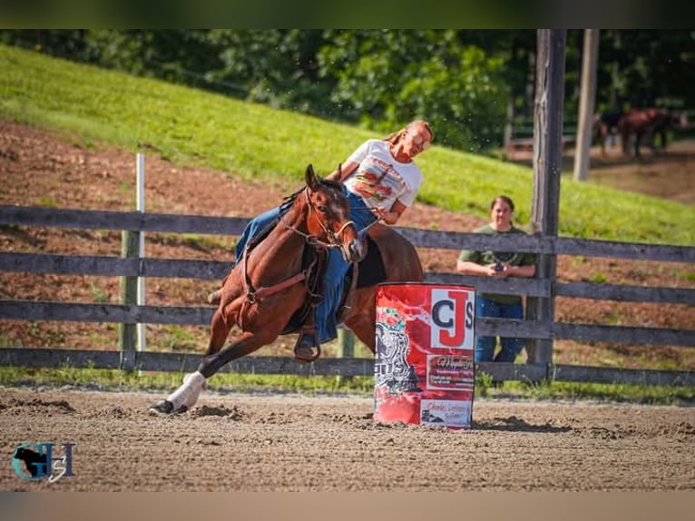 Thoroughbred Gelding 10 years 16 hh Bay in Delray
