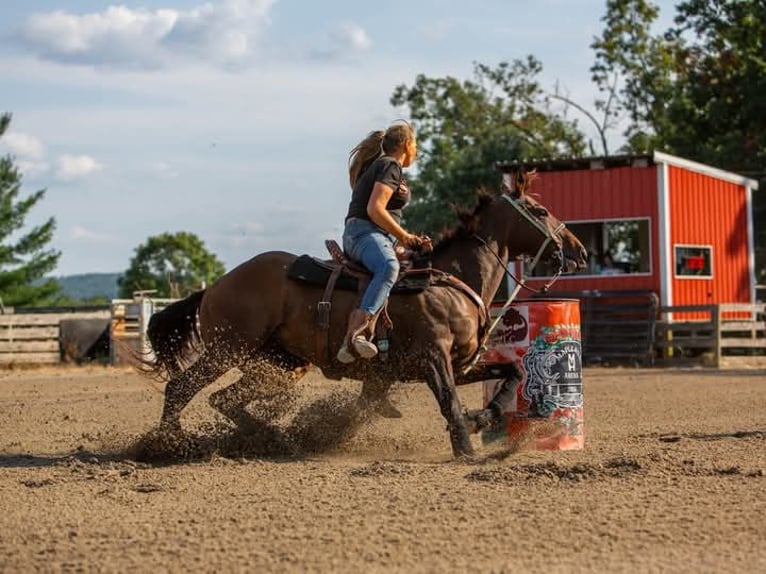 Thoroughbred Gelding 10 years 16 hh Bay in Delray