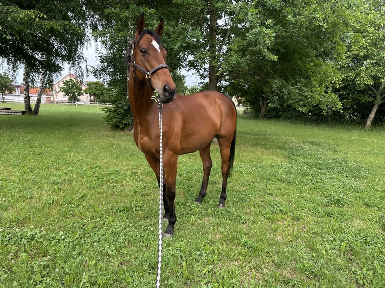 Thoroughbred Gelding 10 years 16 hh Brown in Trebur