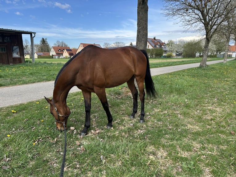 Thoroughbred Gelding 10 years 16 hh Brown in Trebur