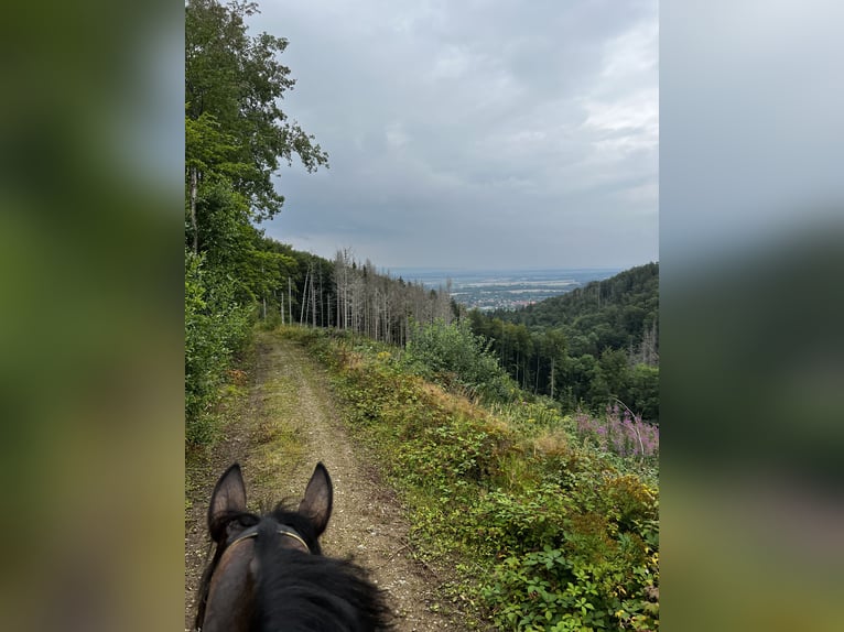 Thoroughbred Gelding 10 years 16 hh Brown in Haras de Pr&#xEA;treville