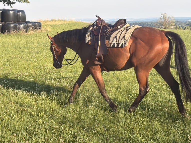 Thoroughbred Gelding 10 years 16 hh Brown-Light in Dreikirchen