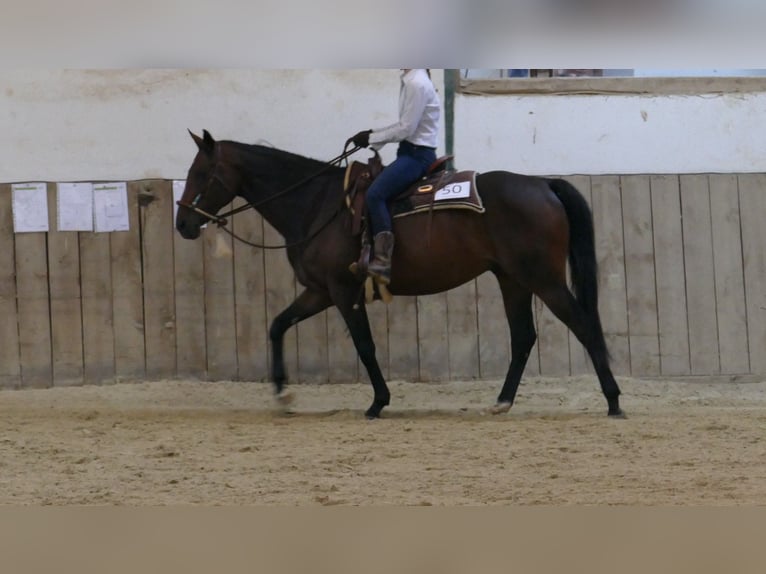 Thoroughbred Gelding 10 years 16 hh Brown in Orfgen