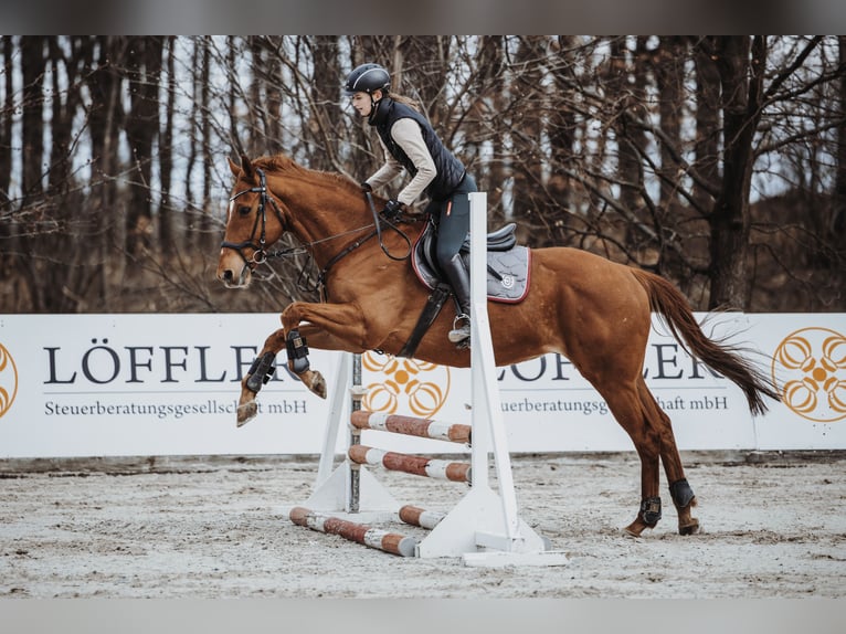 Thoroughbred Gelding 10 years 16 hh Chestnut-Red in Dresden Gompitz