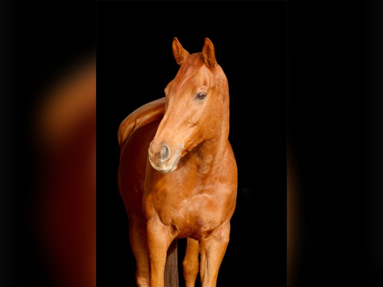 Thoroughbred Gelding 10 years 16,1 hh Bay in Winsum