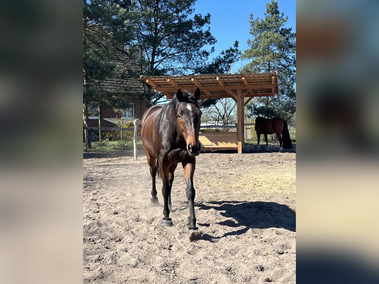 Thoroughbred Gelding 10 years 16,1 hh Brown in Celle