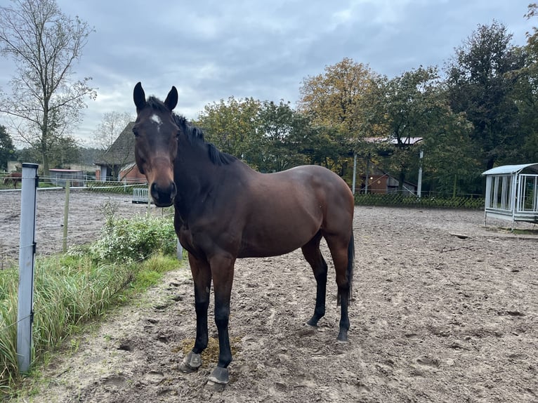 Thoroughbred Gelding 10 years 16,1 hh Brown in Celle
