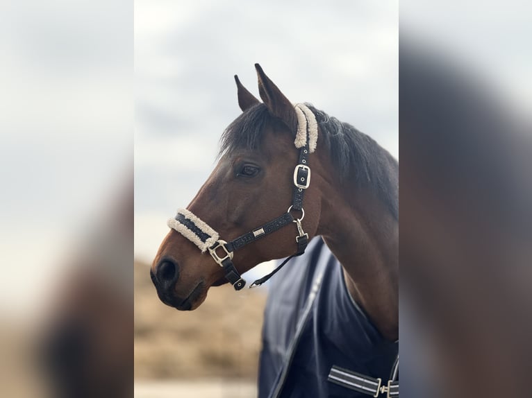Thoroughbred Gelding 10 years 16,1 hh Brown in Steyr