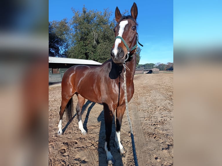 Thoroughbred Gelding 10 years 16,2 hh Brown in Cazzago San Martino