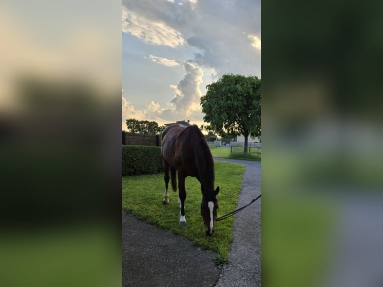 Thoroughbred Gelding 10 years 16,2 hh Brown in Cazzago San Martino