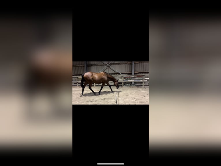 Thoroughbred Gelding 10 years 16,2 hh Brown in Sulingen