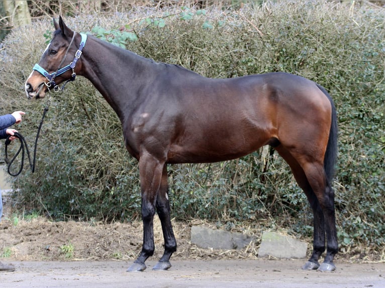 Thoroughbred Gelding 10 years 16,2 hh Brown in Mülheim an der Ruhr