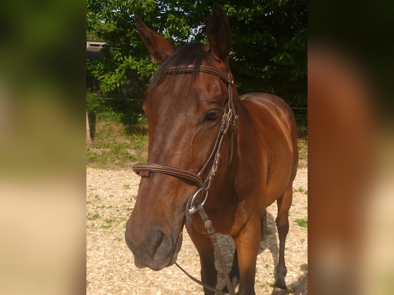 Thoroughbred Gelding 10 years 16,2 hh Brown in Princ&#xE9;