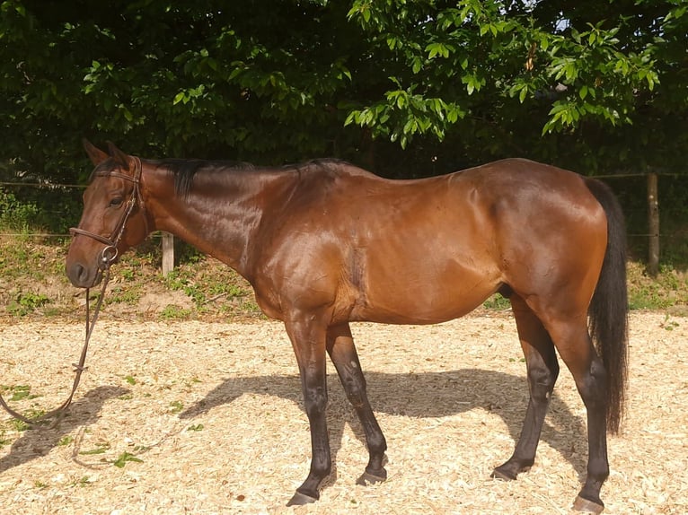 Thoroughbred Gelding 10 years 16,2 hh Brown in Princ&#xE9;