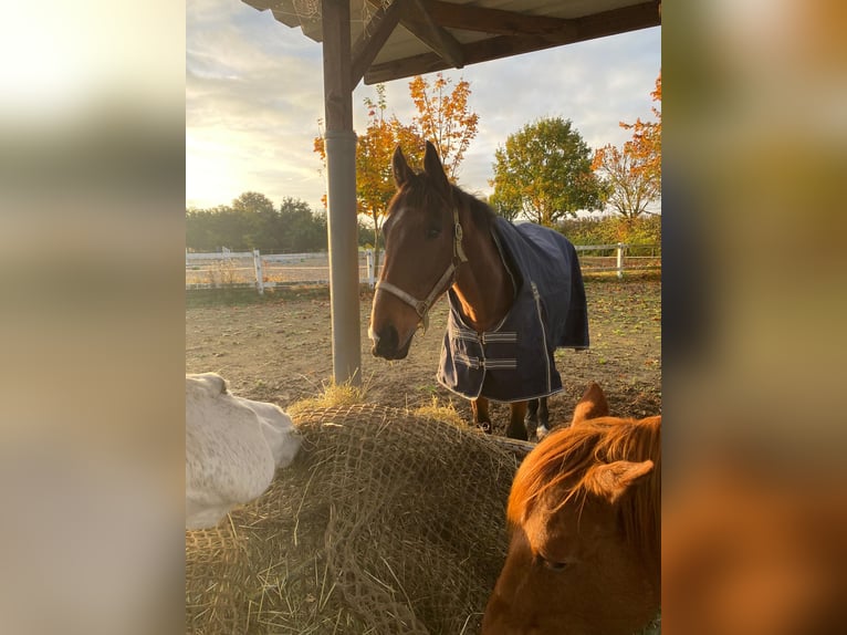 Thoroughbred Gelding 10 years 16,3 hh Brown in Berghausen