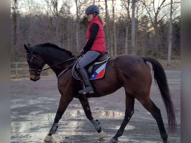 Thoroughbred Gelding 10 years 17 hh Bay in London